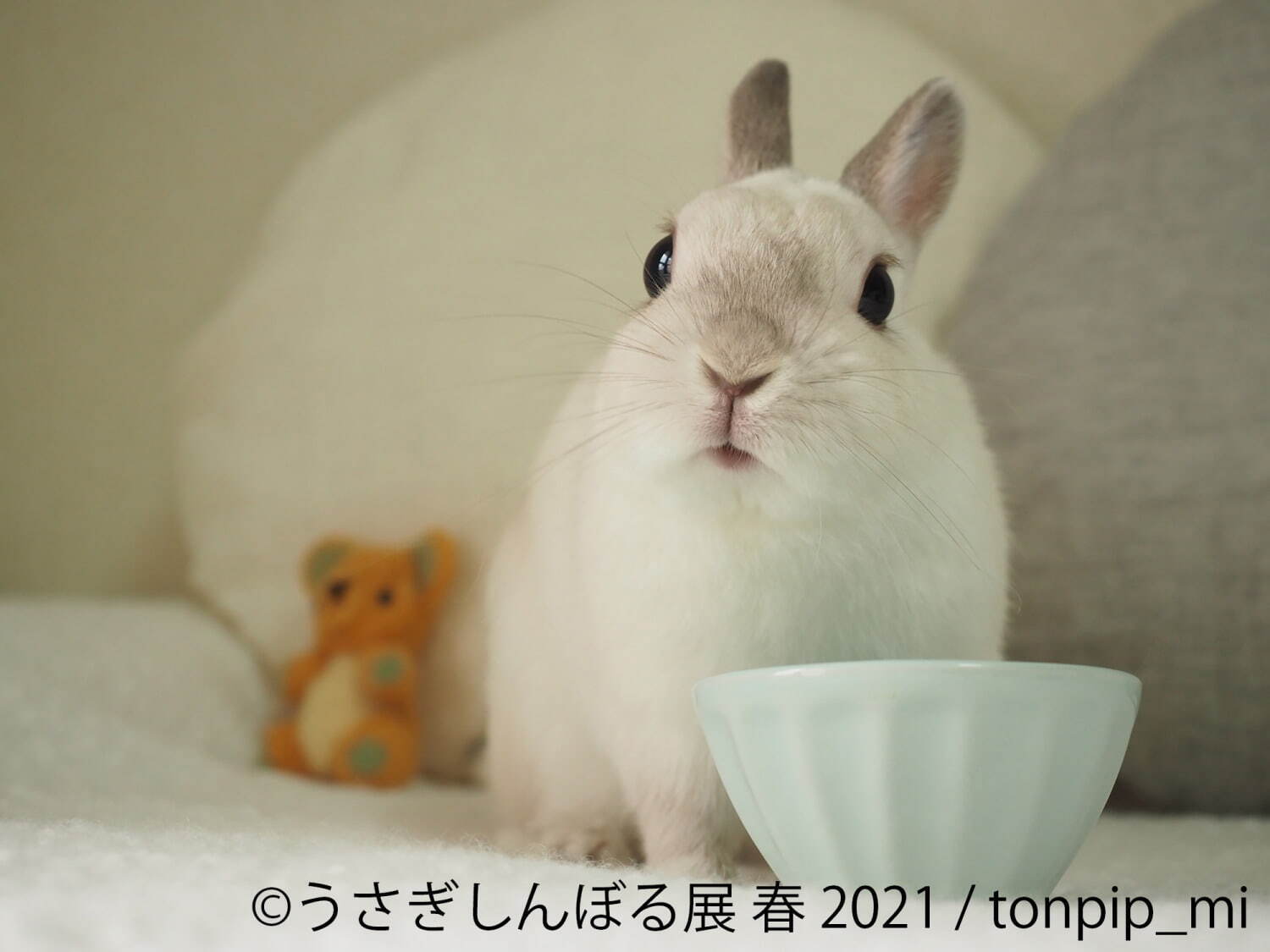 うさぎの合同写真展「うさぎしんぼる展」名古屋で、250点以上の癒やし作品＆限定グッズ販売｜写真9