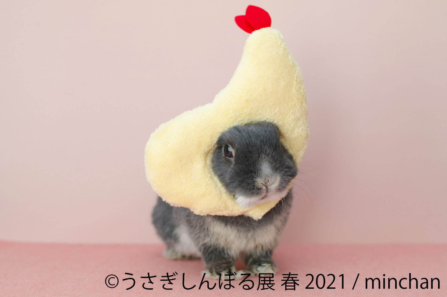 うさぎの合同写真展「うさぎしんぼる展」名古屋で、250点以上の癒やし作品＆限定グッズ販売｜写真7