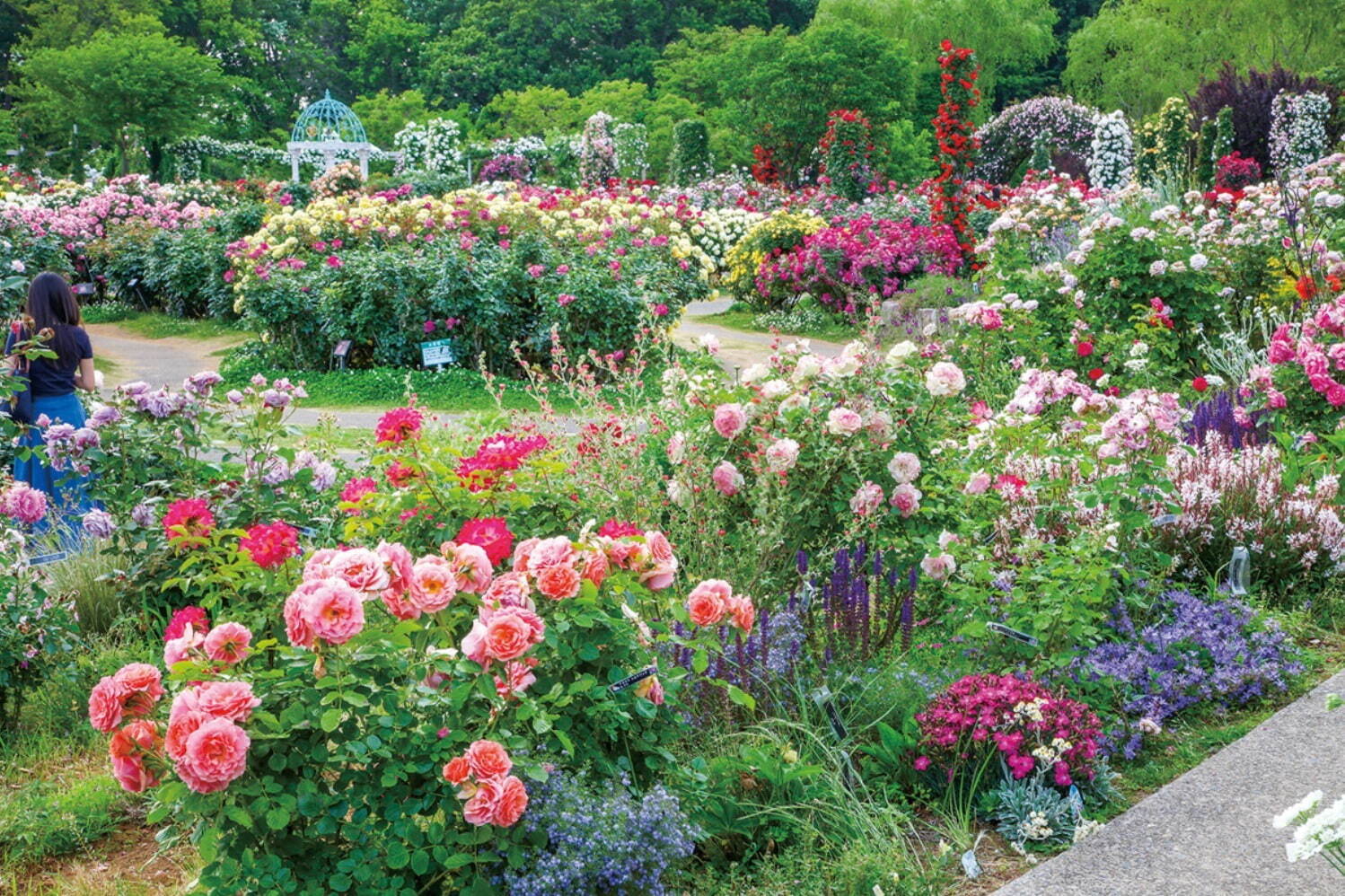 京成バラ園、1,600品種1万株の薔薇が咲き誇る「スプリングフェスティバル」薔薇を使った巨大アートも｜写真1