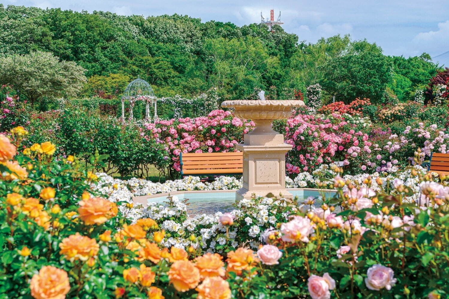 京成バラ園、1,600品種1万株の薔薇が咲き誇る「スプリングフェスティバル」薔薇を使った巨大アートも｜写真4