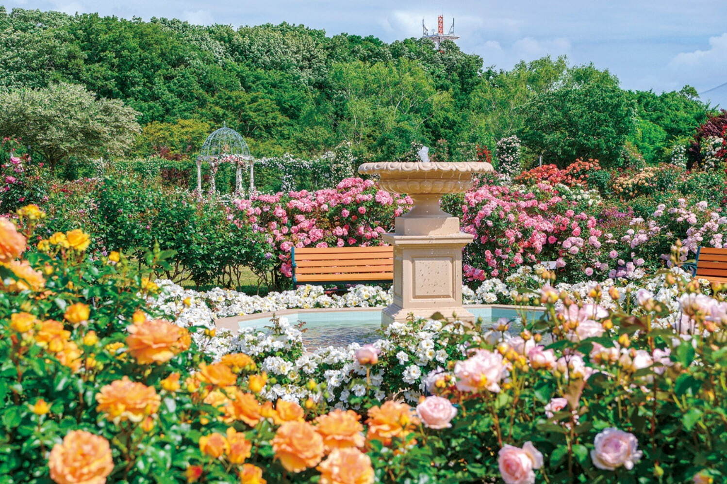 京成バラ園 1 600品種1万株の薔薇が咲き誇る スプリングフェスティバル 薔薇を使った巨大アートも ファッションプレス