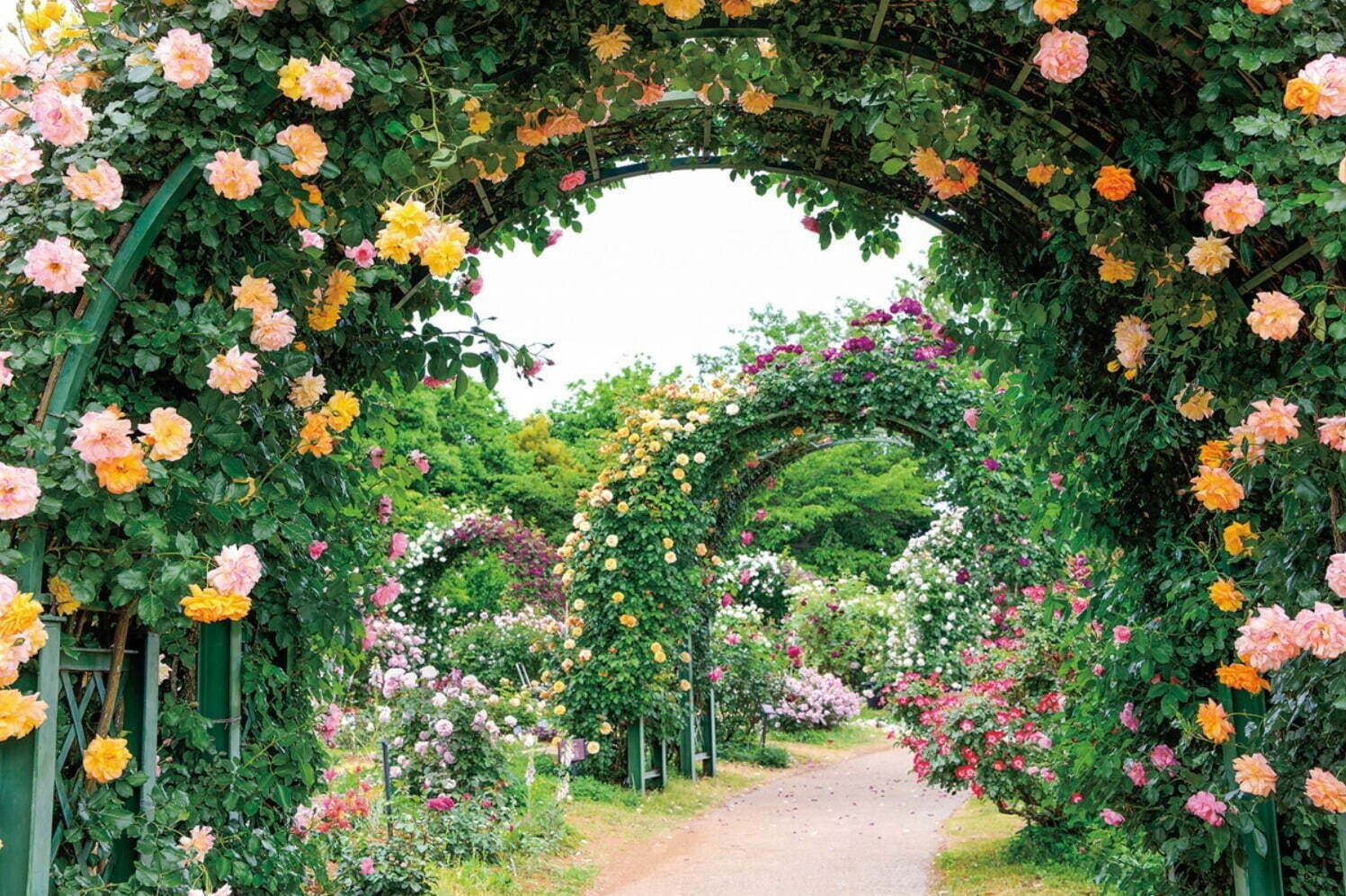 京成バラ園 1 600品種1万株の薔薇が咲き誇る スプリングフェスティバル 薔薇を使った巨大アートも ファッションプレス