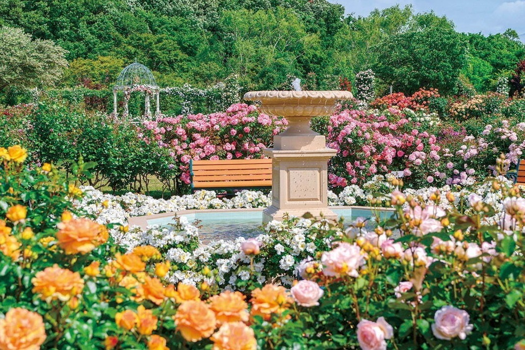 京成バラ園 1 600品種1万株の薔薇が咲き誇る スプリングフェスティバル 薔薇を使った巨大アートも ファッションプレス