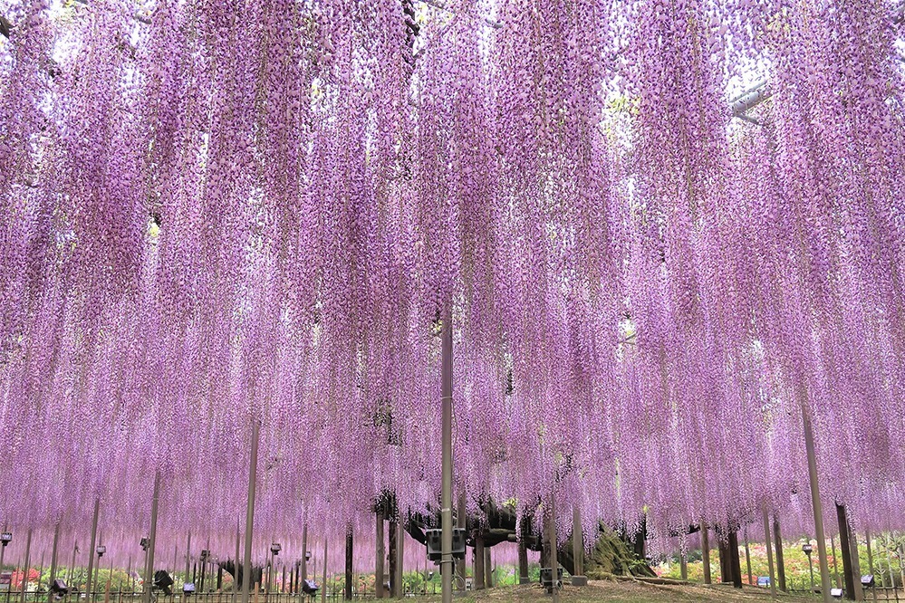 栃木 あしかがフラワーパーク ふじのはな物語 大藤棚 白藤のトンネルなど350本以上が一面に ファッションプレス