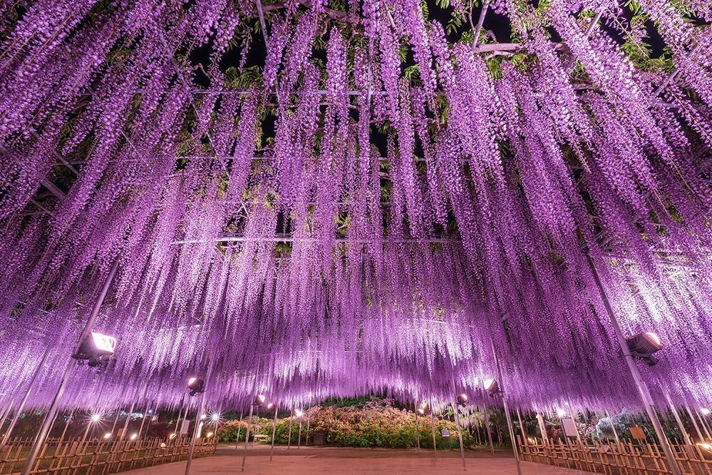 栃木 あしかがフラワーパーク ふじのはな物語 大藤棚 白藤のトンネルなど350本以上が一面に ファッションプレス