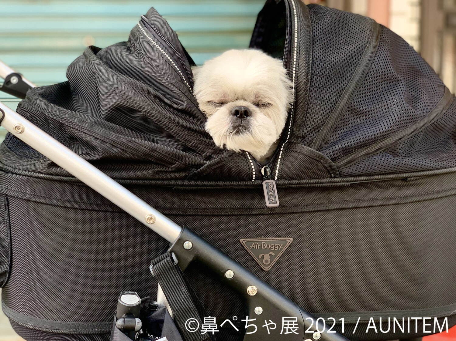 “鼻ぺちゃ犬”の合同写真展＆物販展が調布パルコで、“ぶひ可愛い”犬作品やグッズ集結｜写真3