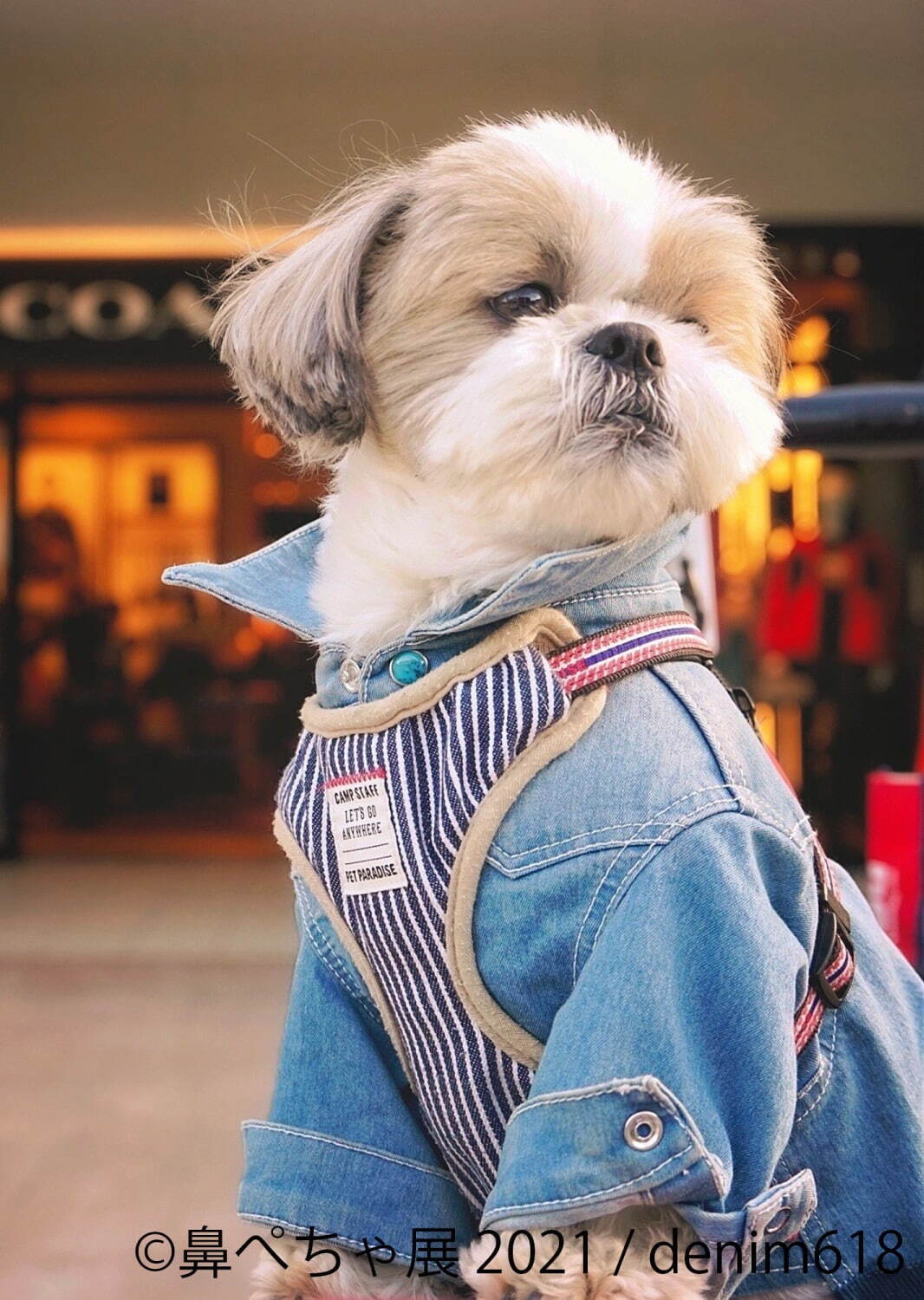 写真5 19 鼻ぺちゃ犬 の合同写真展 物販展が調布パルコで ぶひ可愛い 犬作品やグッズ集結 ファッションプレス