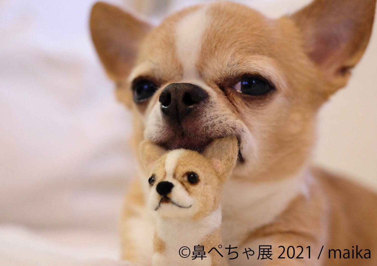 “鼻ぺちゃ犬”の合同写真展＆物販展が調布パルコで、“ぶひ可愛い”犬作品やグッズ集結｜写真8