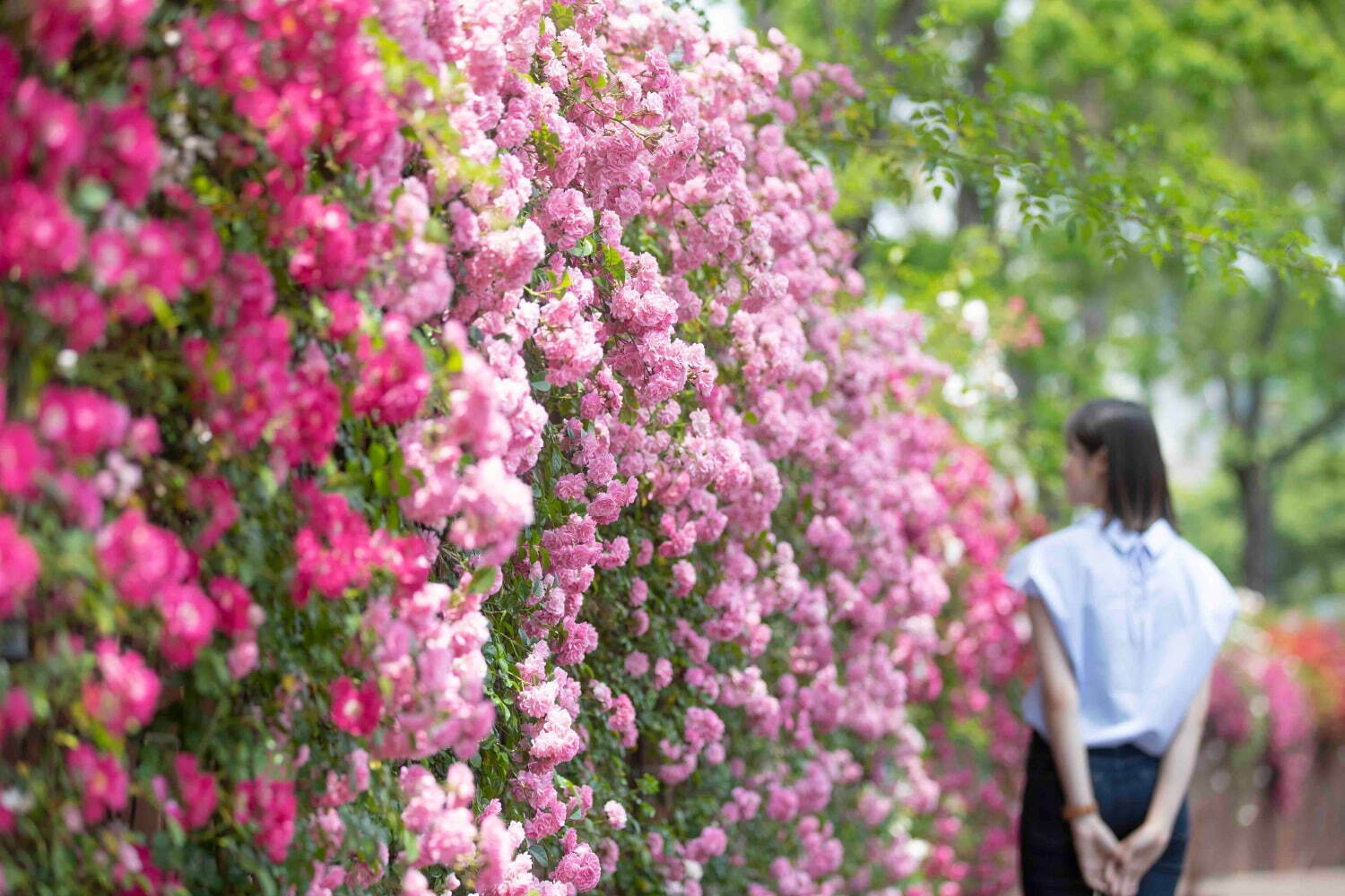 ハウステンボス「バラ祭」ヨーロッパの街に咲き誇るバラの花100万本2000品種｜写真7