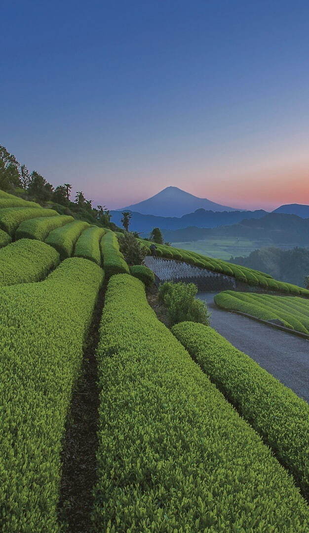 リンツ史上“最もプレミアム”な抹茶ドリンク、天空の抹茶×富士山ホワイトチョコ×抹茶プリン｜写真2