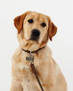 フェンディのペット用アクセサリー“FFロゴ”入りドッグコート＆首輪、ストラップ付きバッグも｜写真4