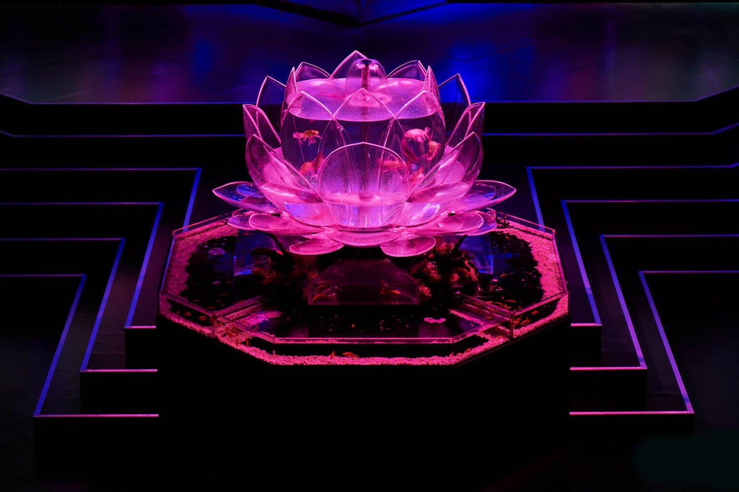 アートアクアリウム展 大阪 堂島で 約3千匹の金魚泳ぐ巨大水槽やプロジェクションマッピング ファッションプレス アートアクアリウム展 大阪 堂島で 約3千匹の金魚泳ぐ巨大水槽やプロジェクションマッピング ファッションプレス