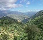 ホテル「ジ・オークラ・トーキョー」“幻のコーヒー”付きアフタヌーンティー、メロンのデザートなど｜写真3