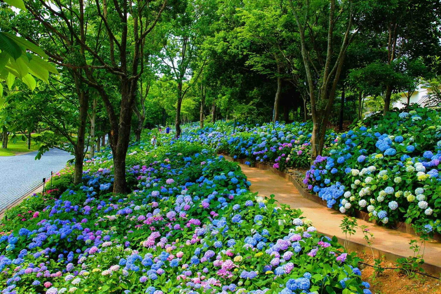 日本最多1 250種が咲く あじさい祭 長崎ハウステンボスで 幸せを呼ぶ ハート形あじさいも ファッションプレス