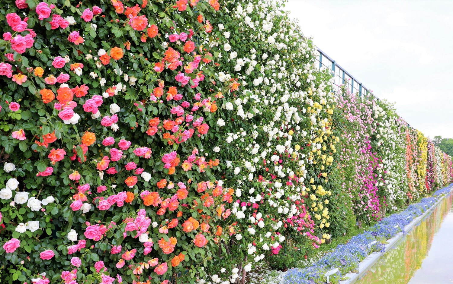 栃木・あしかがフラワーパーク「春のバラまつり」500種2500株のバラが見頃に、夜間ライトアップも｜写真5