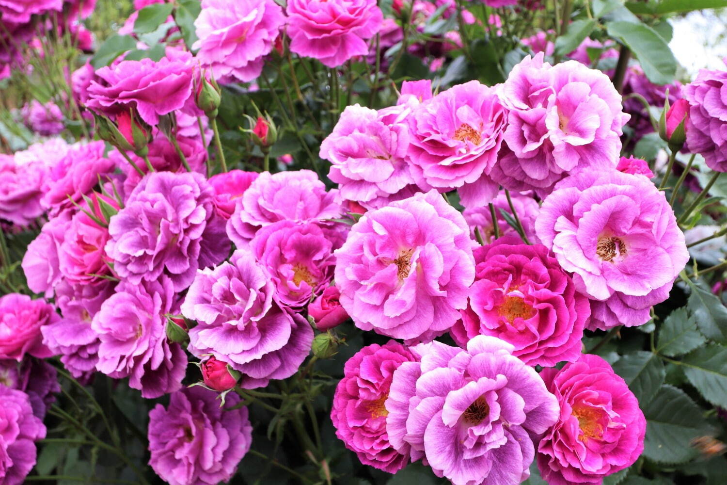 栃木・あしかがフラワーパーク「春のバラまつり」500種2500株のバラが見頃に、夜間ライトアップも｜写真9