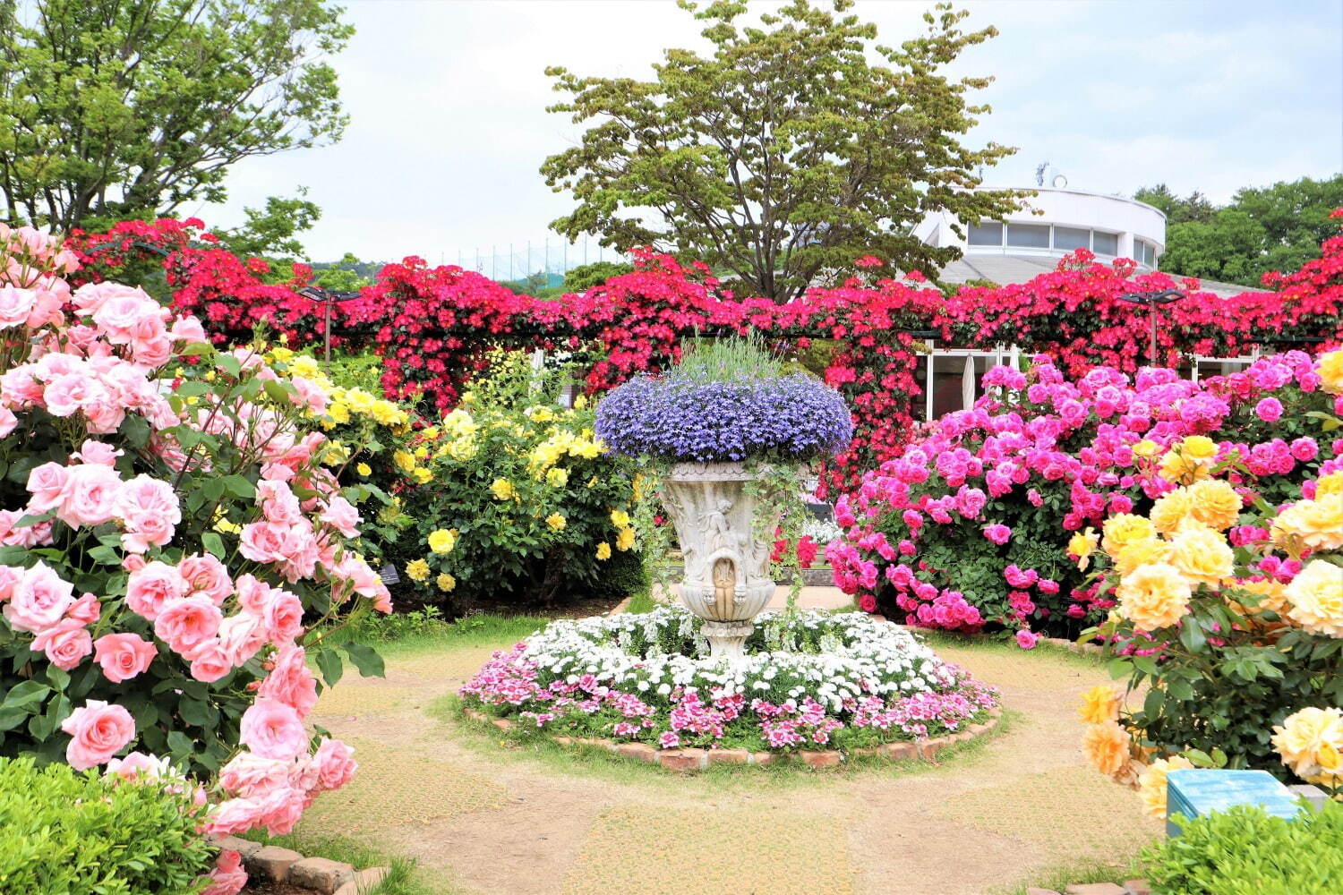 栃木・あしかがフラワーパーク「春のバラまつり」500種2500株のバラが見頃に、夜間ライトアップも | 写真