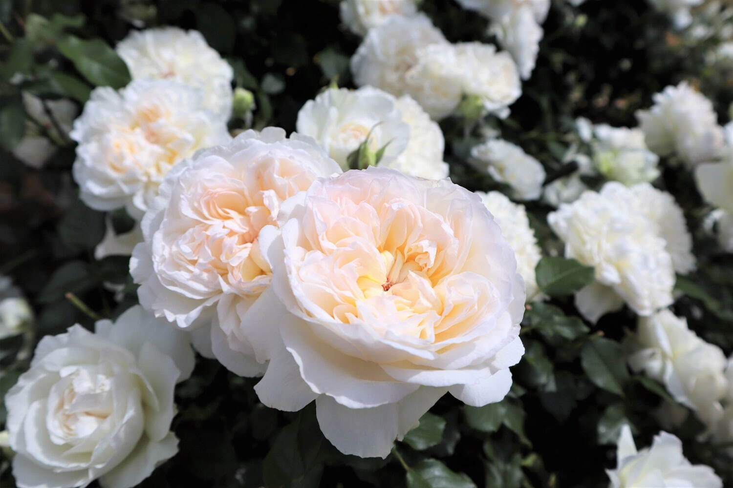 栃木・あしかがフラワーパーク「春のバラまつり」500種2500株のバラが見頃に、夜間ライトアップも｜写真7