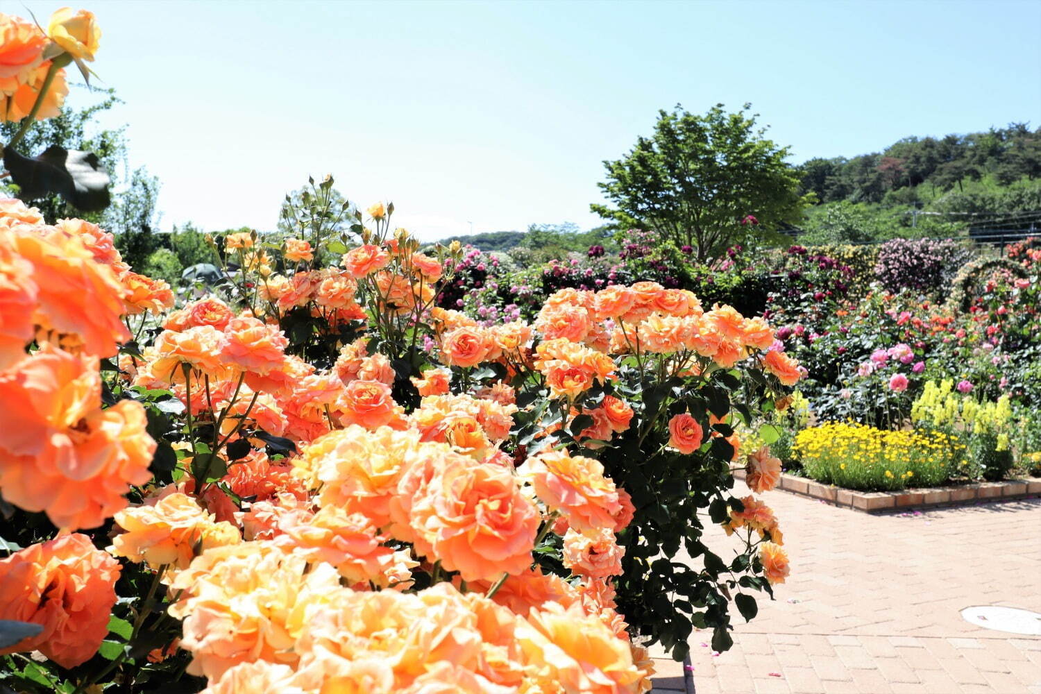 栃木・あしかがフラワーパーク「春のバラまつり」500種2500株のバラが見頃に、夜間ライトアップも｜写真10