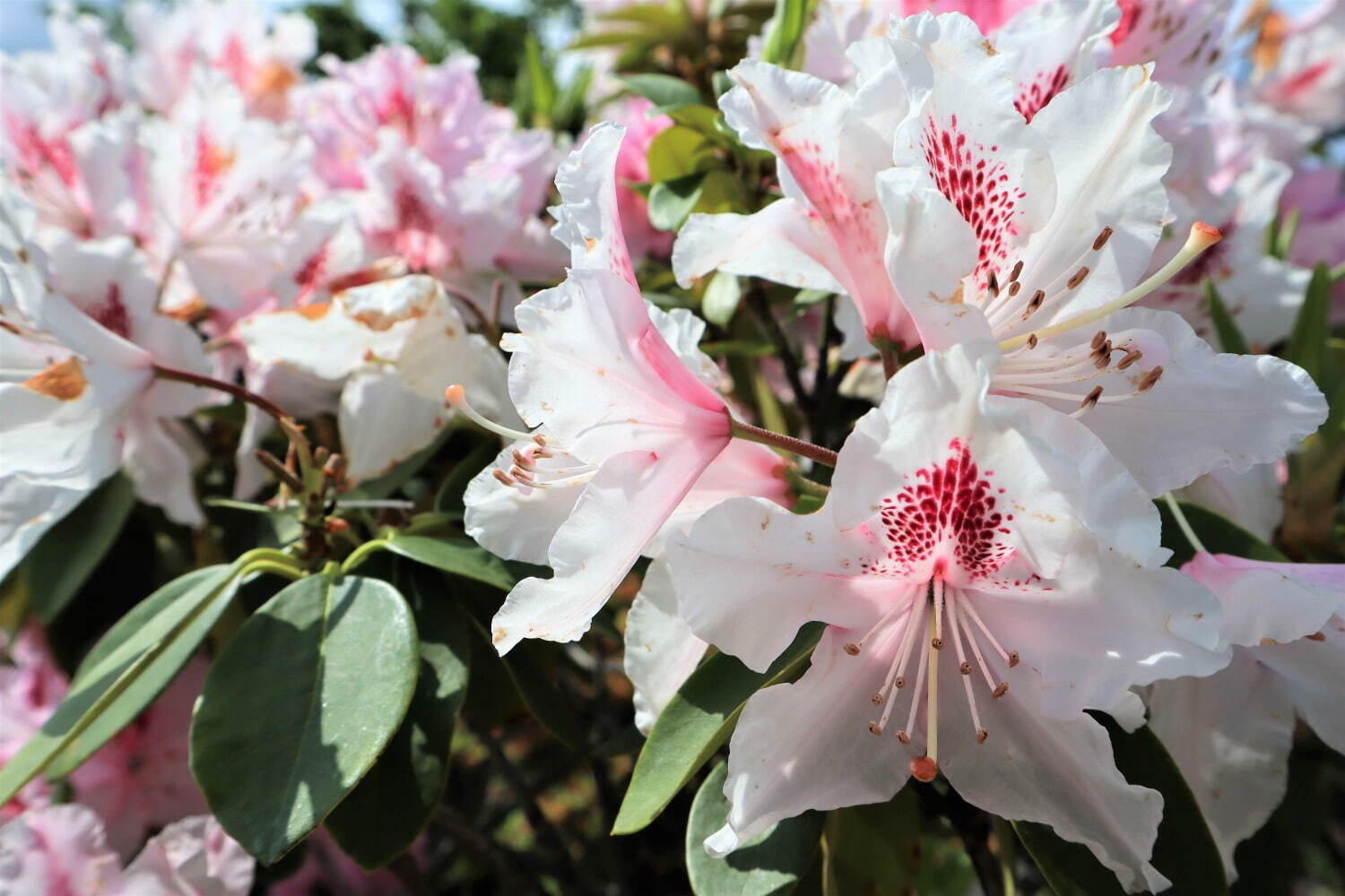 栃木・あしかがフラワーパーク「春のバラまつり」500種2500株のバラが見頃に、夜間ライトアップも｜写真14