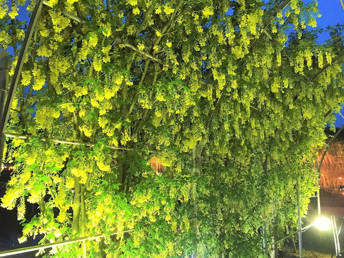 栃木・あしかがフラワーパーク「春のバラまつり」500種2500株のバラが見頃に、夜間ライトアップも｜写真17