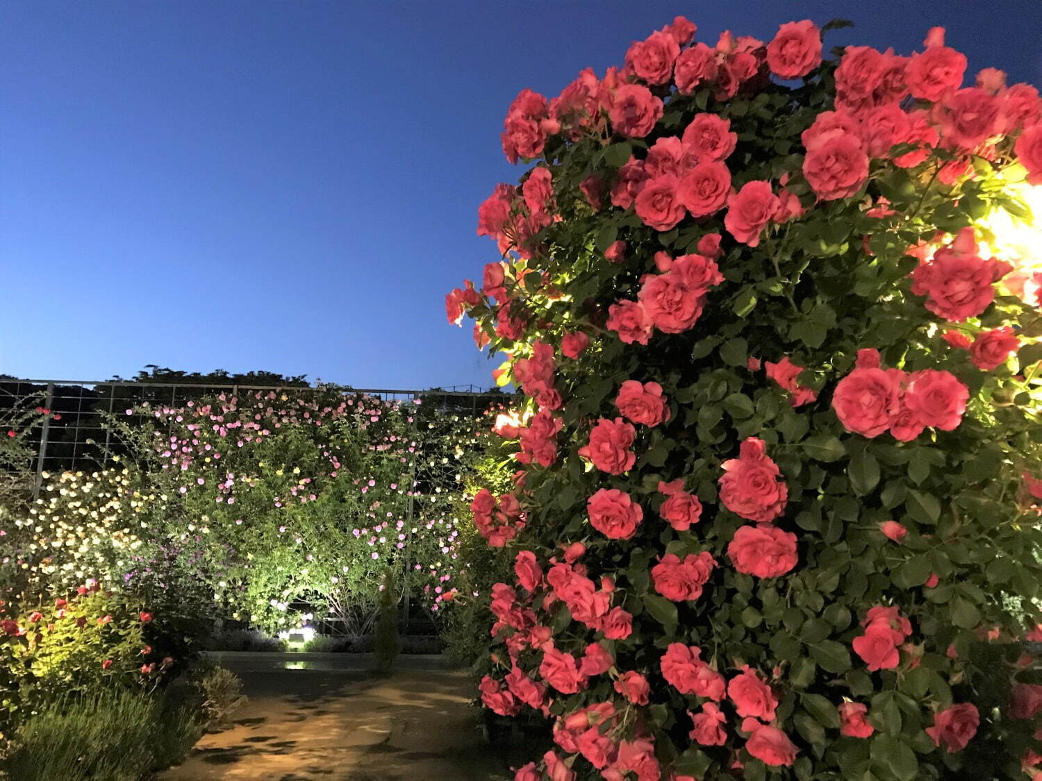 栃木・あしかがフラワーパーク「春のバラまつり」500種2500株のバラが見頃に、夜間ライトアップも｜写真11