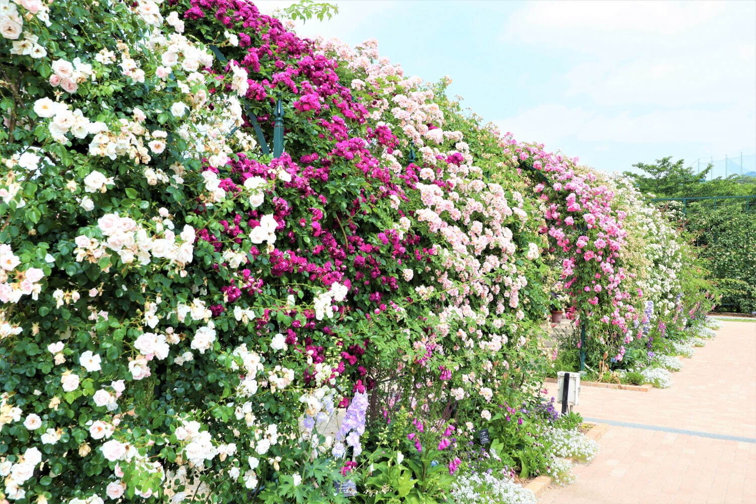 栃木・あしかがフラワーパーク「春のバラまつり」500種2500株のバラが見頃に、夜間ライトアップも｜写真4