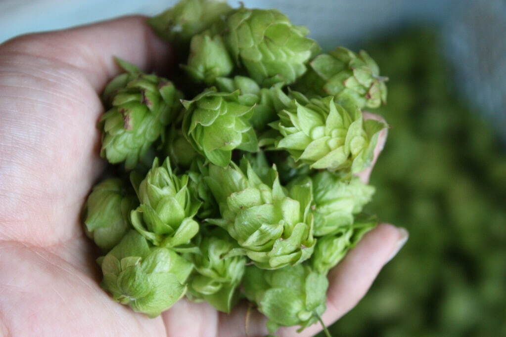 サンクトガーレンの限定ビール「父の日IPA」フルーツのようなアロマ&ドライな爽快感|写真2