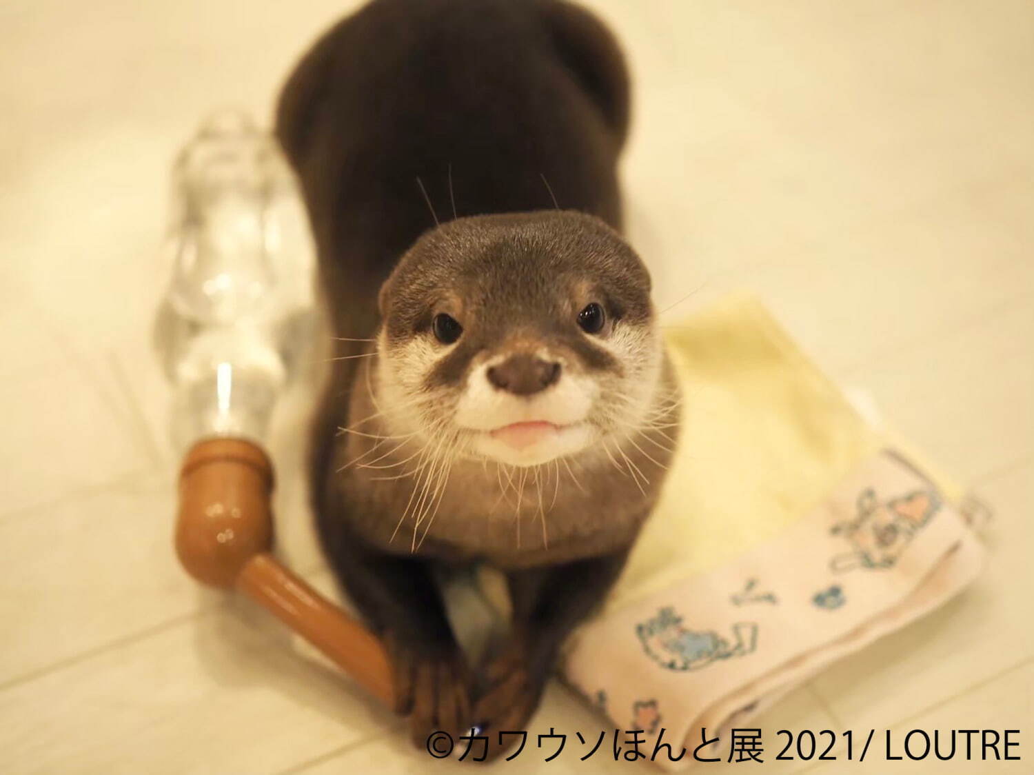 カワウソ の写真展 カワウソほんと展 21 東京 名古屋で 動画作品やグッズ販売も ファッションプレス