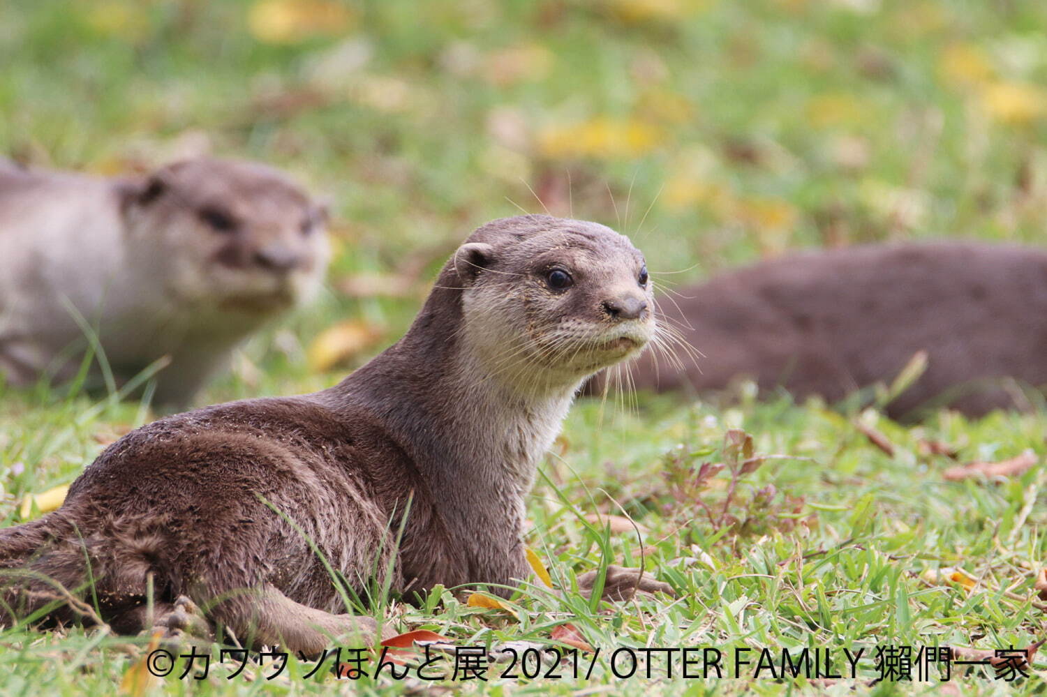 “カワウソ”の写真展「カワウソほんと展 2021」東京＆名古屋で、動画作品やグッズ販売も｜写真5