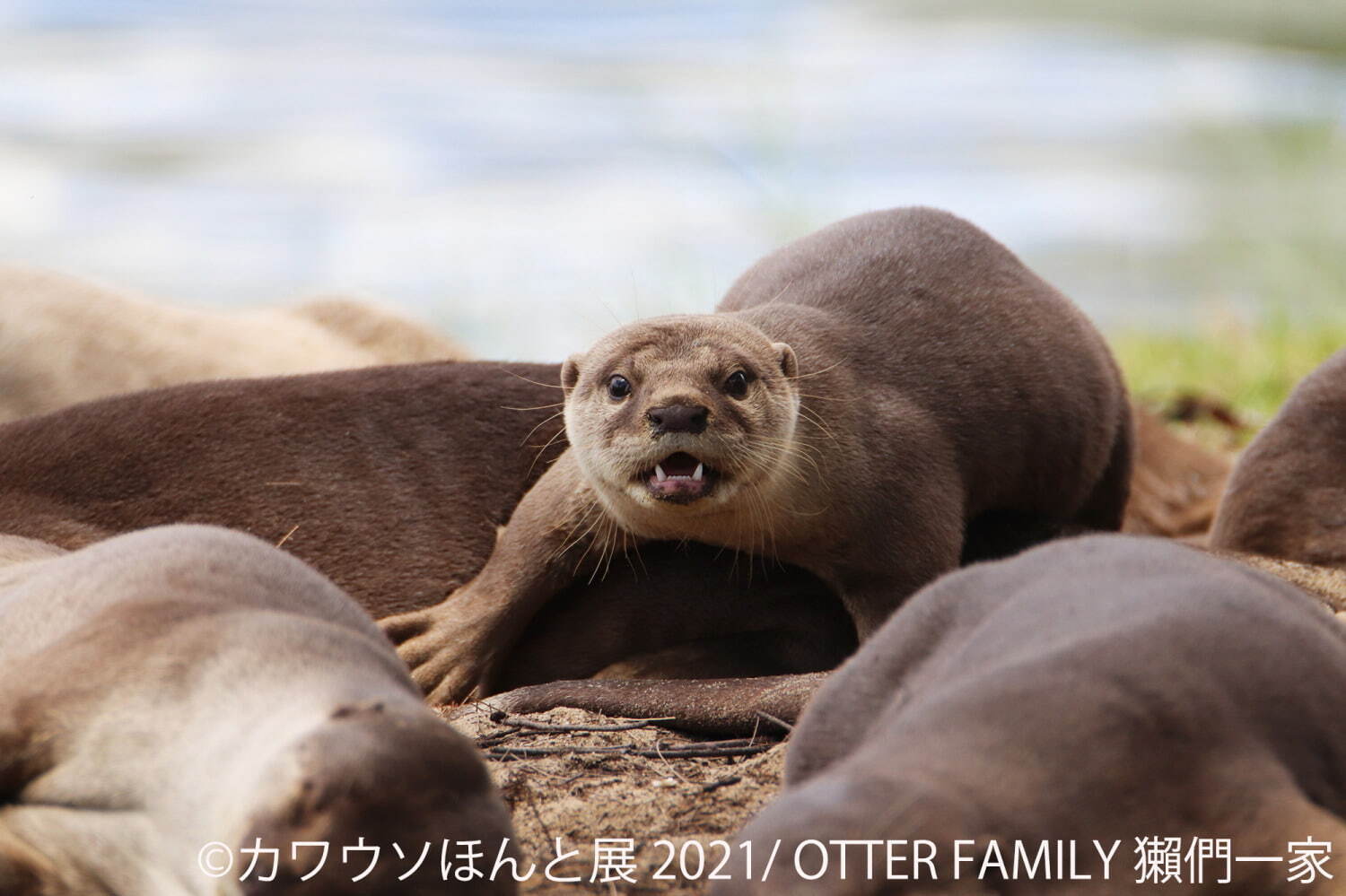 “カワウソ”の写真展「カワウソほんと展 2021」東京＆名古屋で、動画作品やグッズ販売も｜写真4