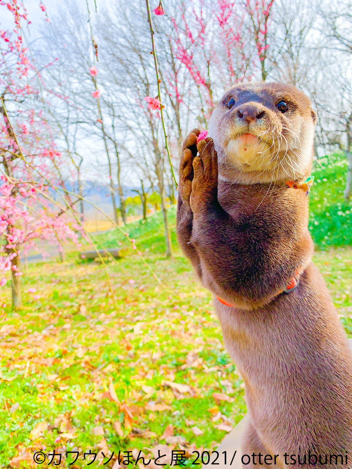 “カワウソ”の写真展「カワウソほんと展 2021」東京＆名古屋で、動画作品やグッズ販売も｜写真6