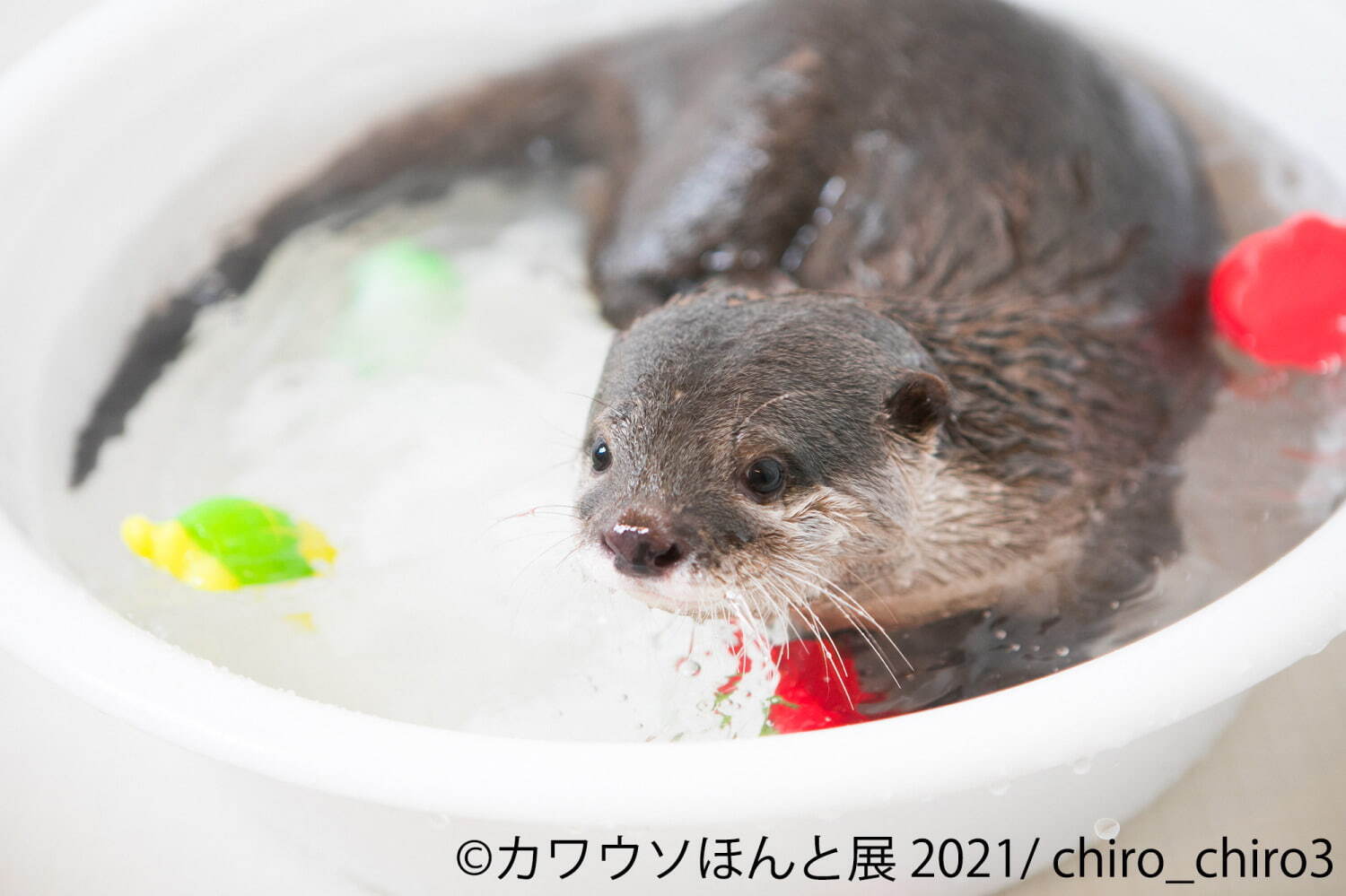 “カワウソ”の写真展「カワウソほんと展 2021」東京＆名古屋で、動画作品やグッズ販売も｜写真2