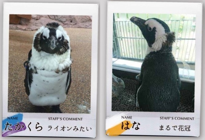 京都水族館「ペンギン換羽コレクション2021」目下“換羽中”、普段と異なるペンギンたちの姿に焦点｜写真3