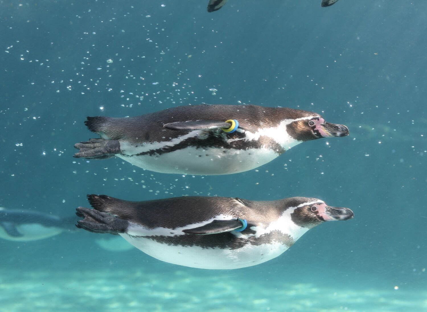 ペンギン×金魚の写真展「ペンぎょ展 2021」東京・名古屋で、“涼と癒し”の150点以上展示＆物販も｜写真11