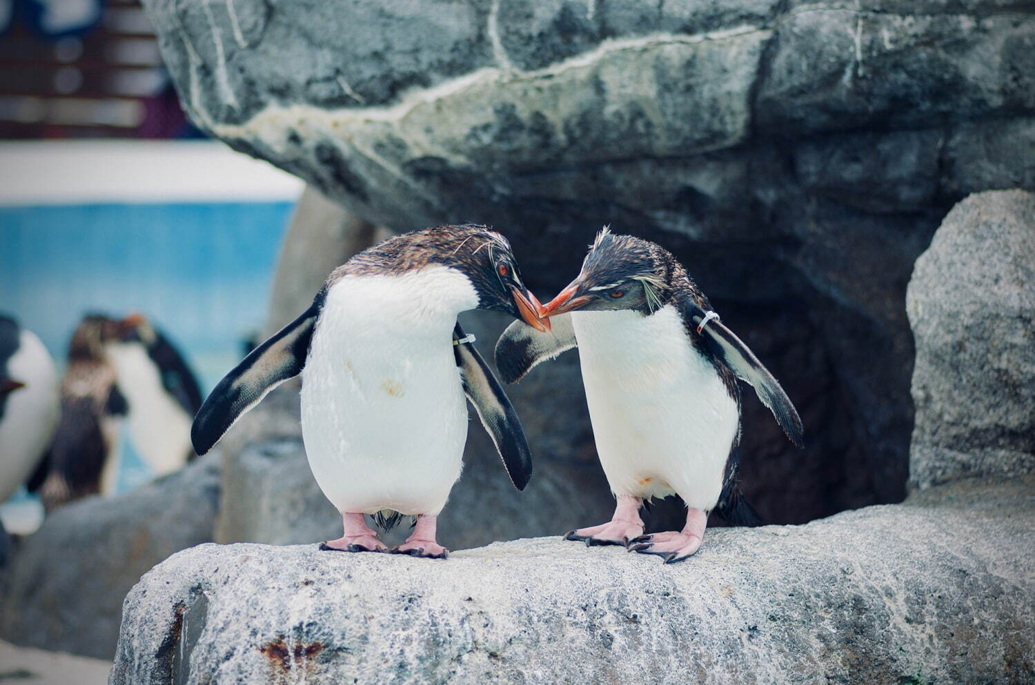 ペンギン×金魚の写真展「ペンぎょ展 2021」東京・名古屋で、“涼と癒し”の150点以上展示＆物販も｜写真13