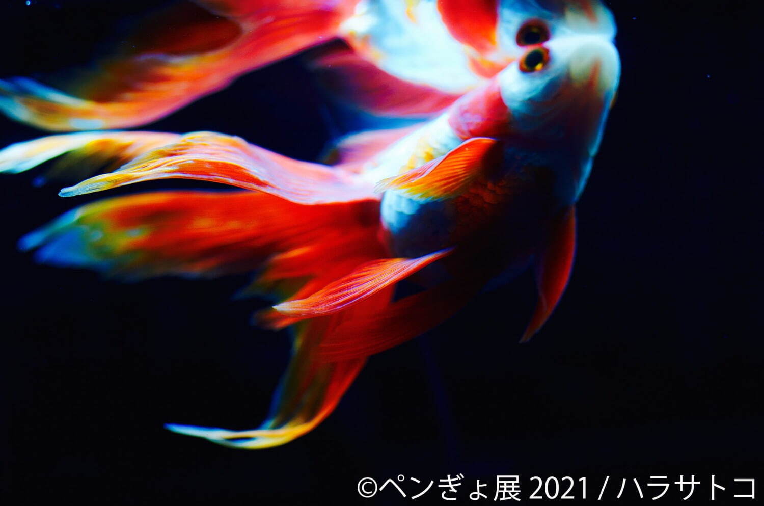 ペンギン×金魚の写真展「ペンぎょ展 2021」東京・名古屋で、“涼と癒し”の150点以上展示＆物販も｜写真1