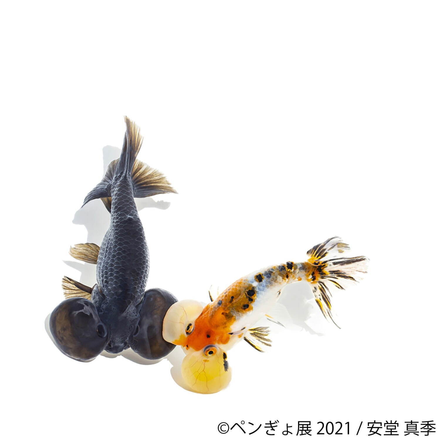ペンギン×金魚の写真展「ペンぎょ展 2021」東京・名古屋で、“涼と癒し”の150点以上展示＆物販も｜写真5