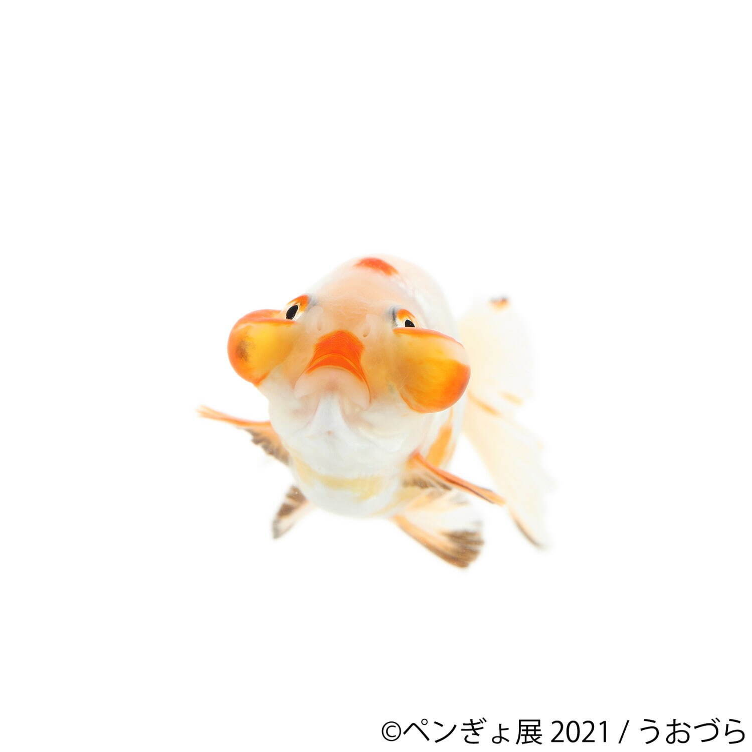 ペンギン×金魚の写真展「ペンぎょ展 2021」東京・名古屋で、“涼と癒し”の150点以上展示＆物販も｜写真4