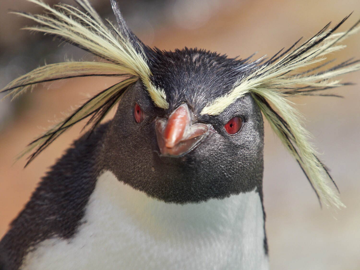 ペンギン×金魚の写真展「ペンぎょ展 2021」東京・名古屋で、“涼と癒し”の150点以上展示＆物販も｜写真12