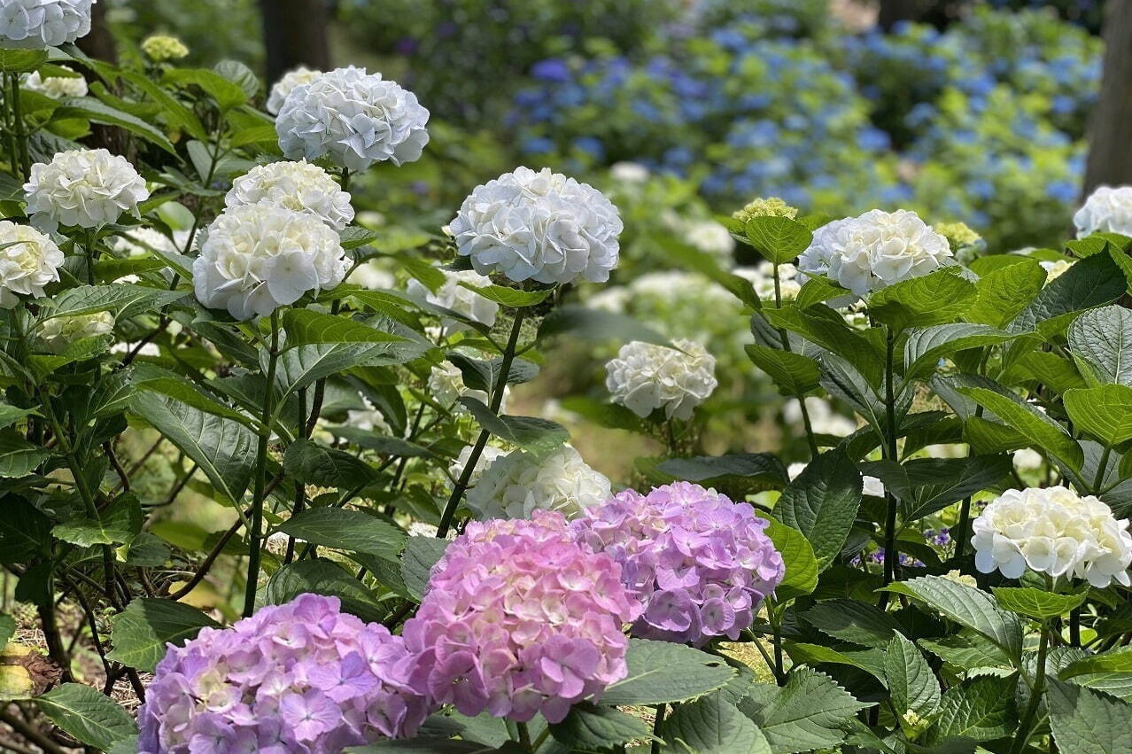三島スカイウォーク「三島スカイウォーク」