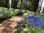 静岡・あじさいの名所「三島スカイウォーク」205品種13,000株が見頃に、空色ソフトクリームも｜写真1