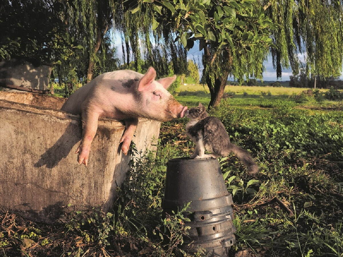 グァランゲティ♂(生後5カ月)とブタのローリー♀(生後6カ月)
ウルグアイ