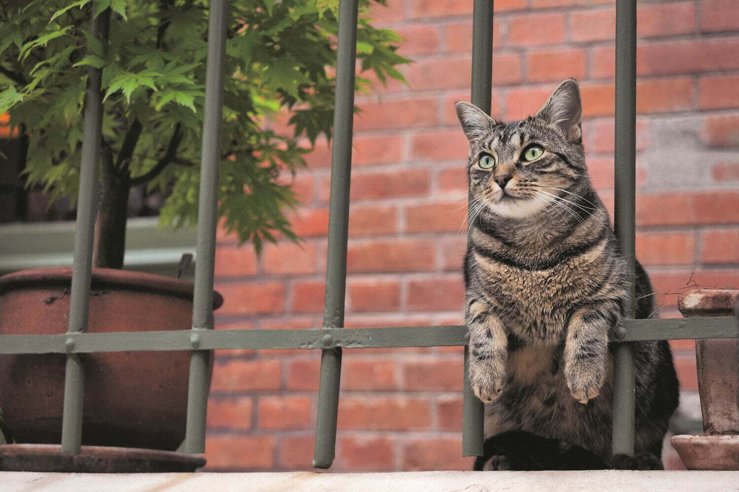 東京富士美術館「岩合光昭の世界ネコ歩き」
