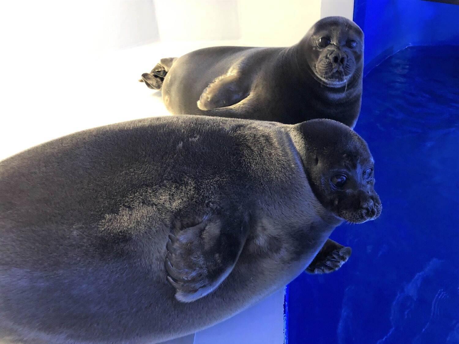 サンシャイン水族館“ヤコウセイ”テーマの夜限定イベント、暗闇で光る生物の展示＆Adoのコラボ演出｜写真9