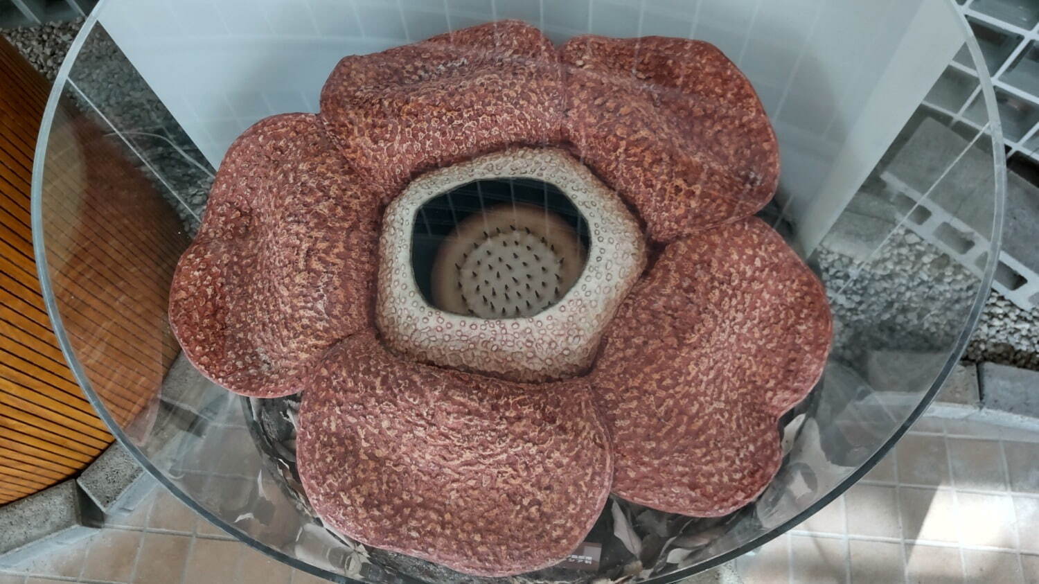 ラフレシア(模型) 京都府立植物園 蔵