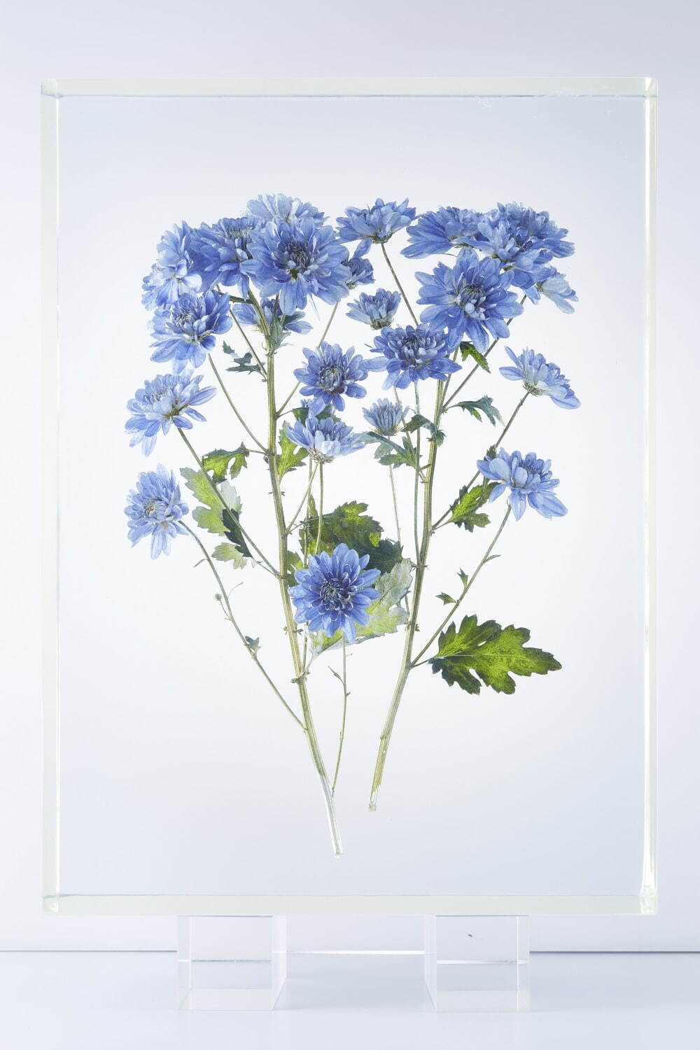 青いキク(標本) 農研機構 蔵