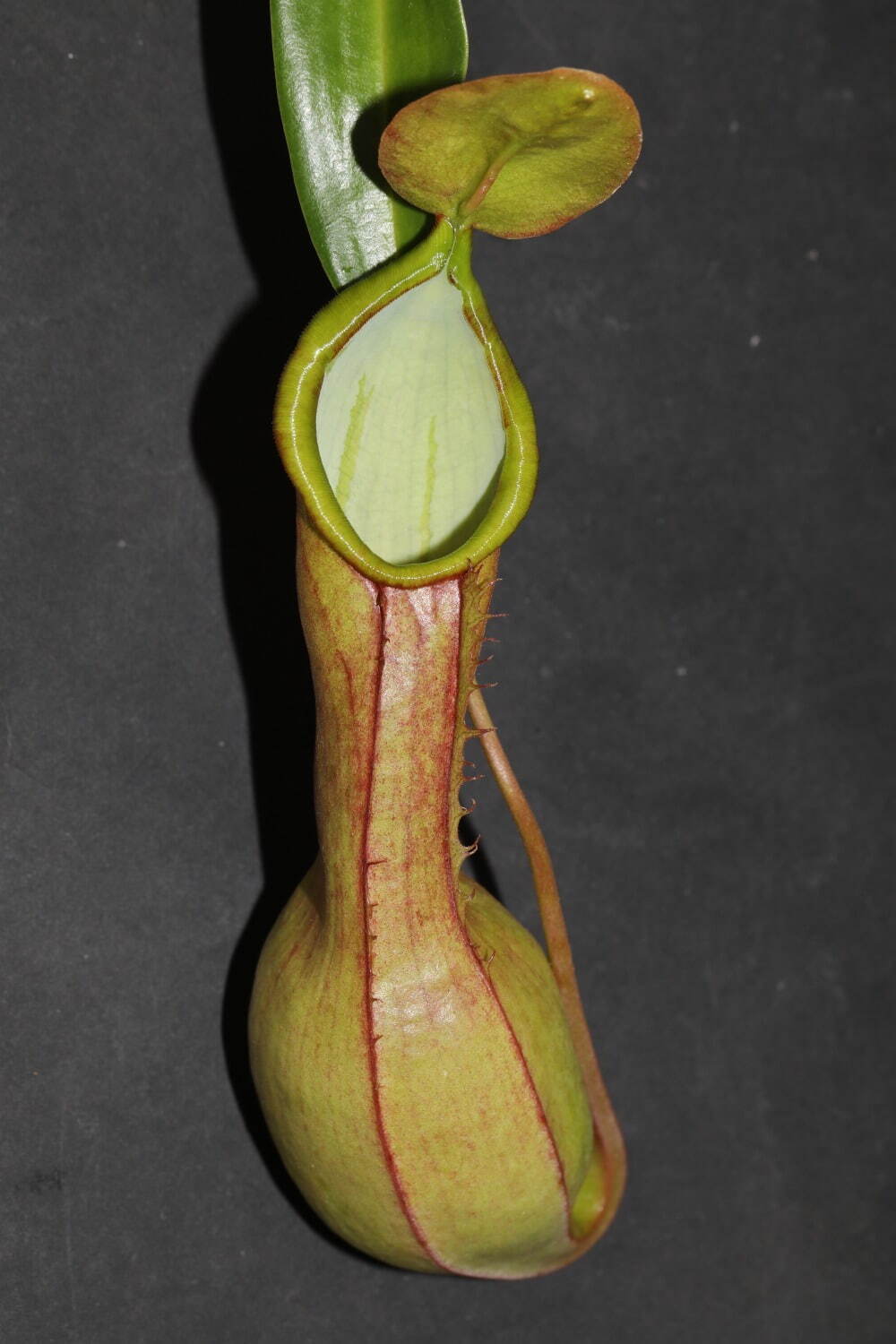 ウツボカズラ 基礎生物学研究所