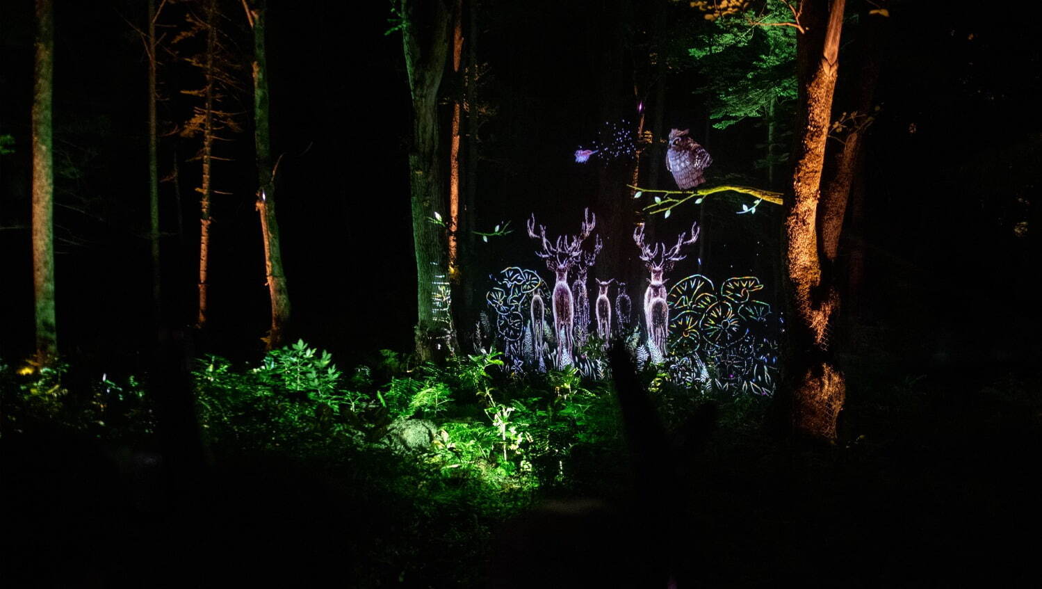 夜の森×デジタルアート「カムイルミナ」北海道阿寒湖畔で、自然＆アイヌ文化を五感で楽しむナイトウォーク｜写真1