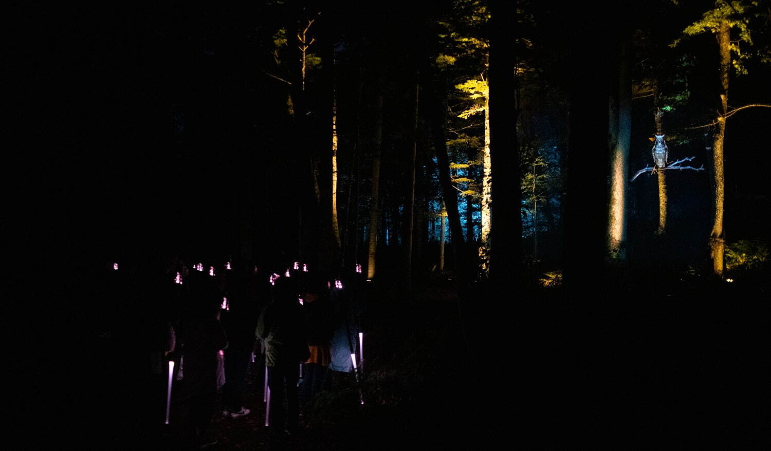 夜の森×デジタルアート「カムイルミナ」北海道阿寒湖畔で、自然＆アイヌ文化を五感で楽しむナイトウォーク｜写真5